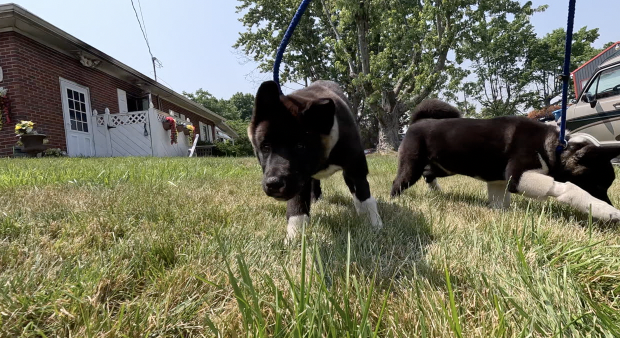 'Life is a life': Fire captain saves 2 dogs after fire, fundraising to help more - Vimarsana News