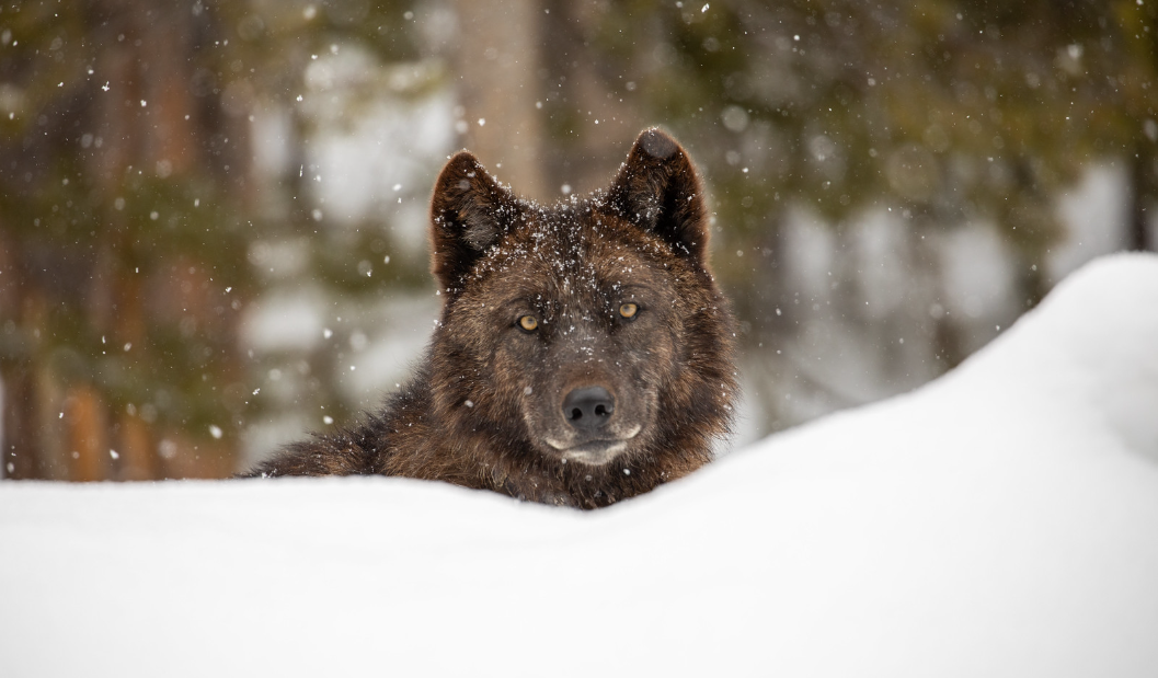 FWP seeks public input for development of new gray wolf management plan - Vimarsana News