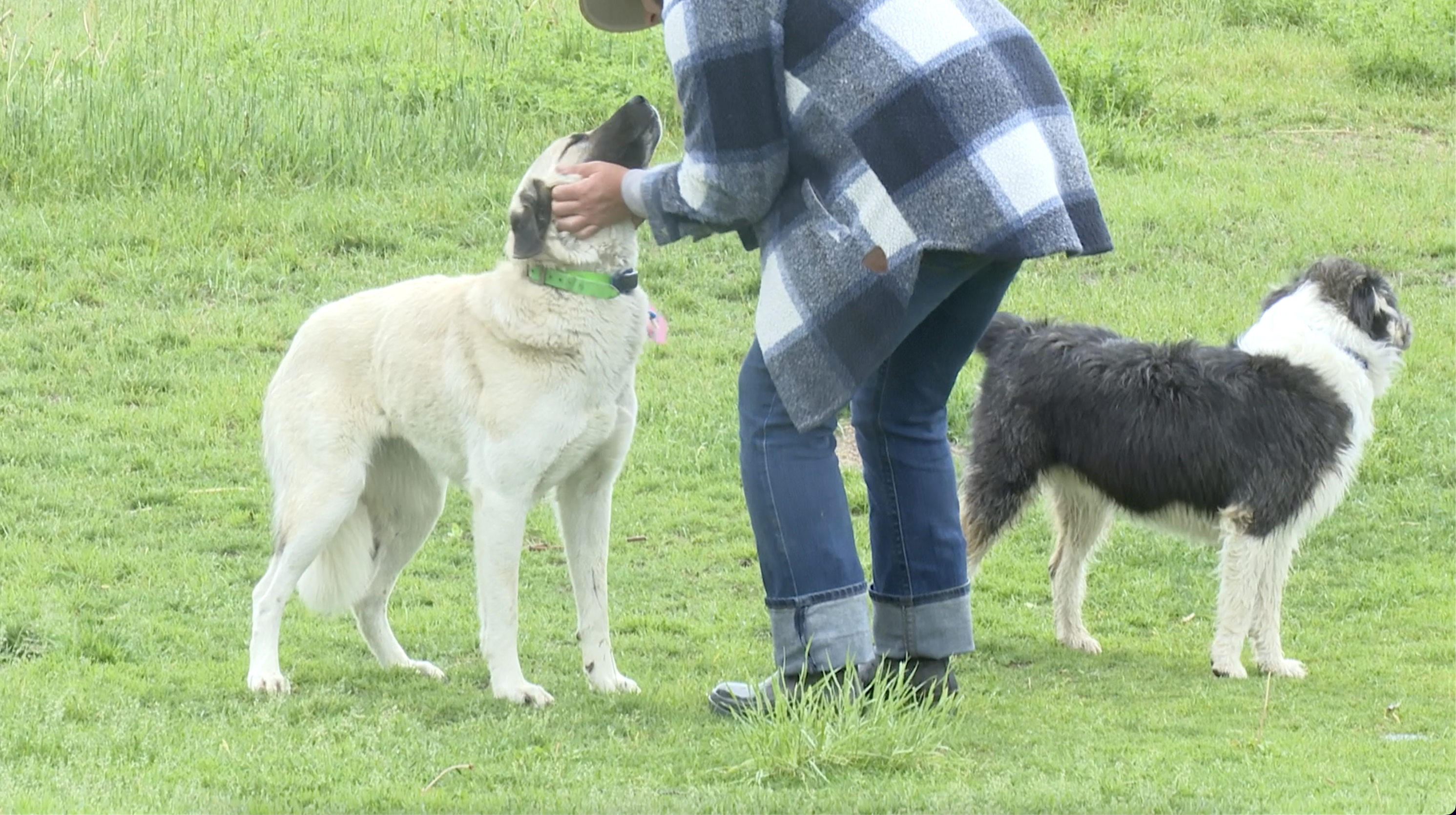 Livestock guardian dogs adept at bear management for producers - Vimarsana News