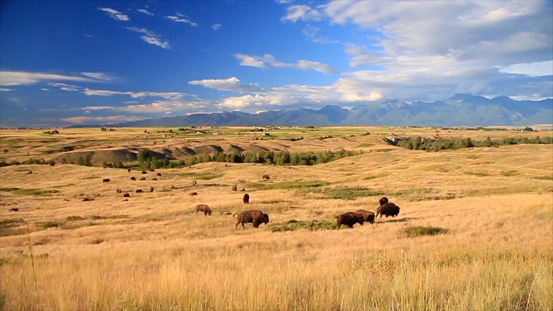 Plans firmed up for "Bison Range Restoration Celebration" - Vimarsana News