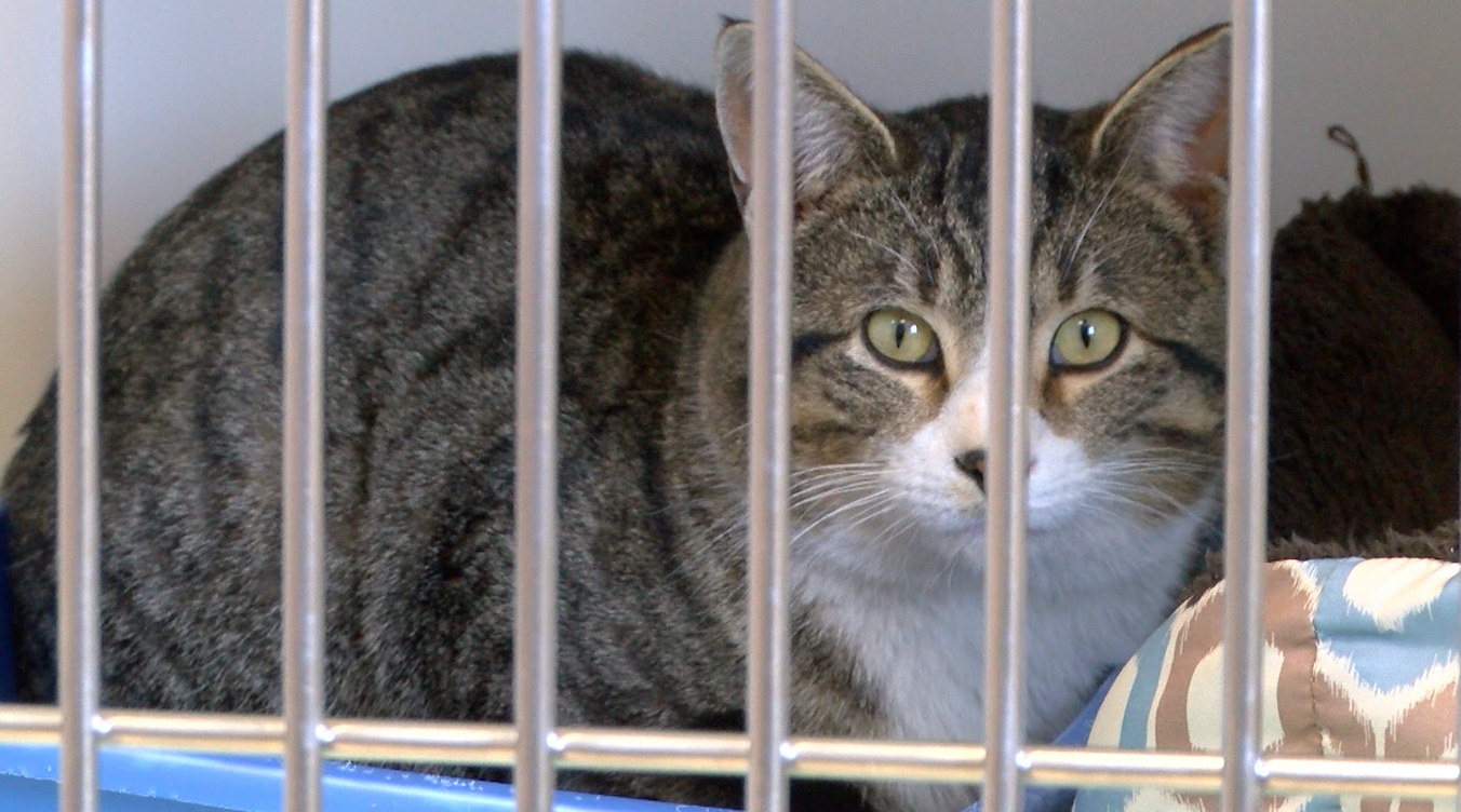 City commissioners approve program to help manage feral cat population - Vimarsana News