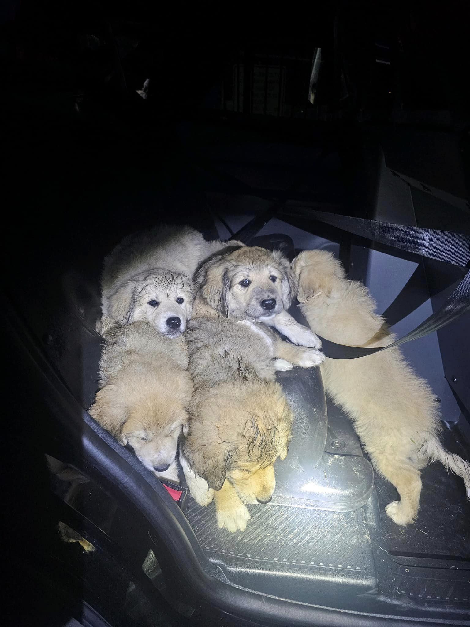 Dumped, dirty, dehydrated: 6 puppies abandoned outside Clermont County home - Vimarsana News