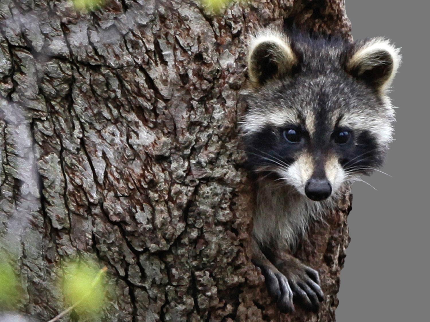 Niagara County joins effort to prevent spread of rabies in WNY - Vimarsana News