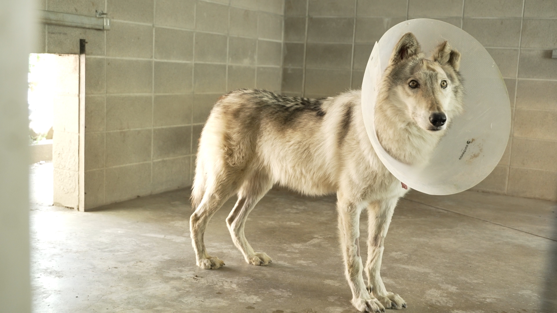 Simpson's Surgery: Beloved ZooMontana gray wolf undergoes second brain surgery - Vimarsana News