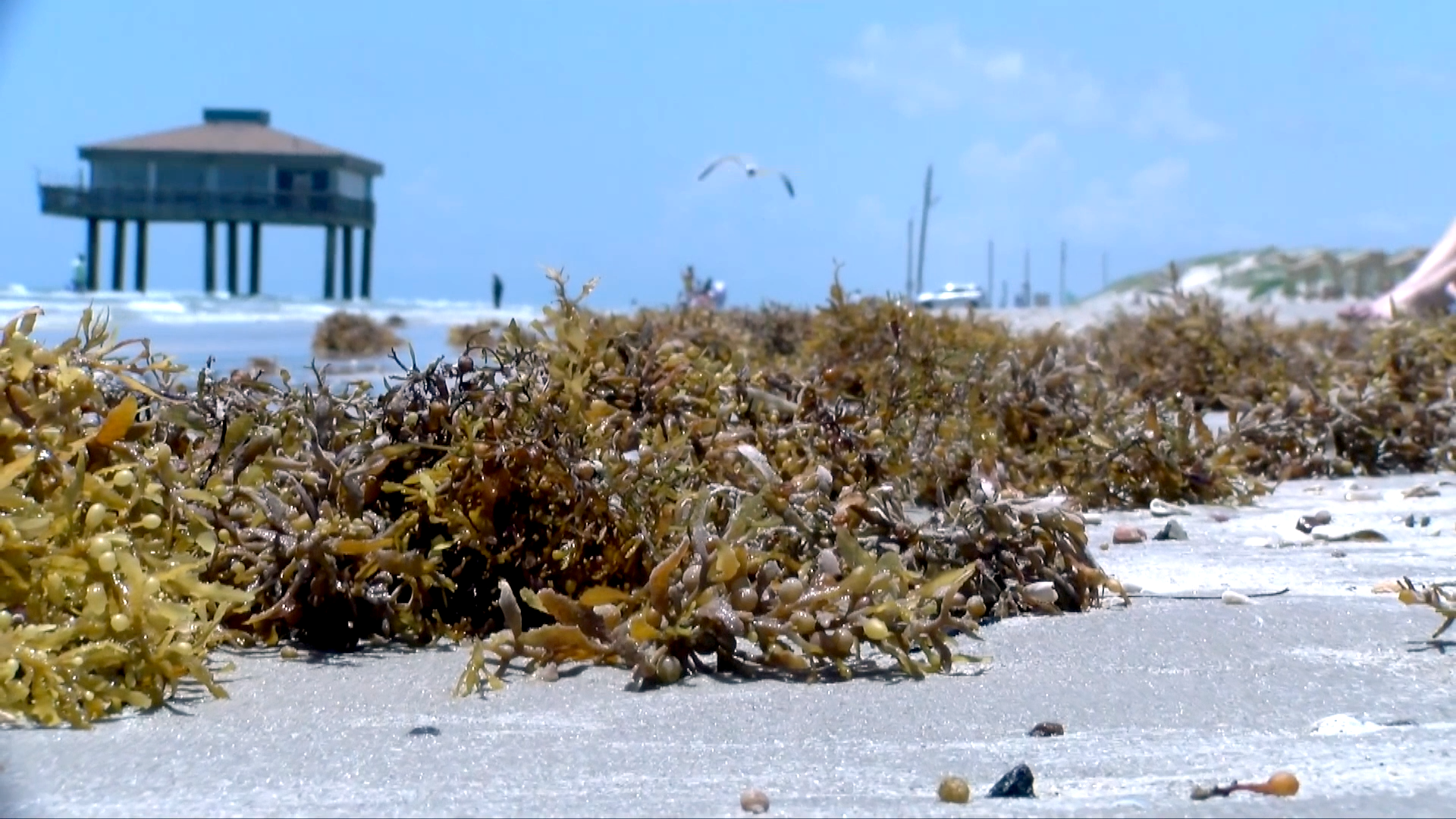 Flesh eating bacteria has been found along the US Gulf - Vimarsana News