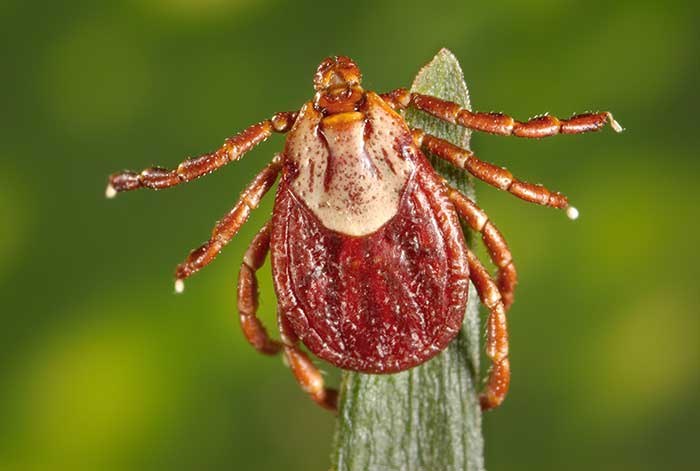 Billings vet warns of ticks as spring and rain emerge - Vimarsana News