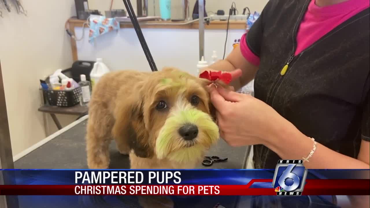Coastal Bend pups are being treated this Christmas season - Vimarsana News