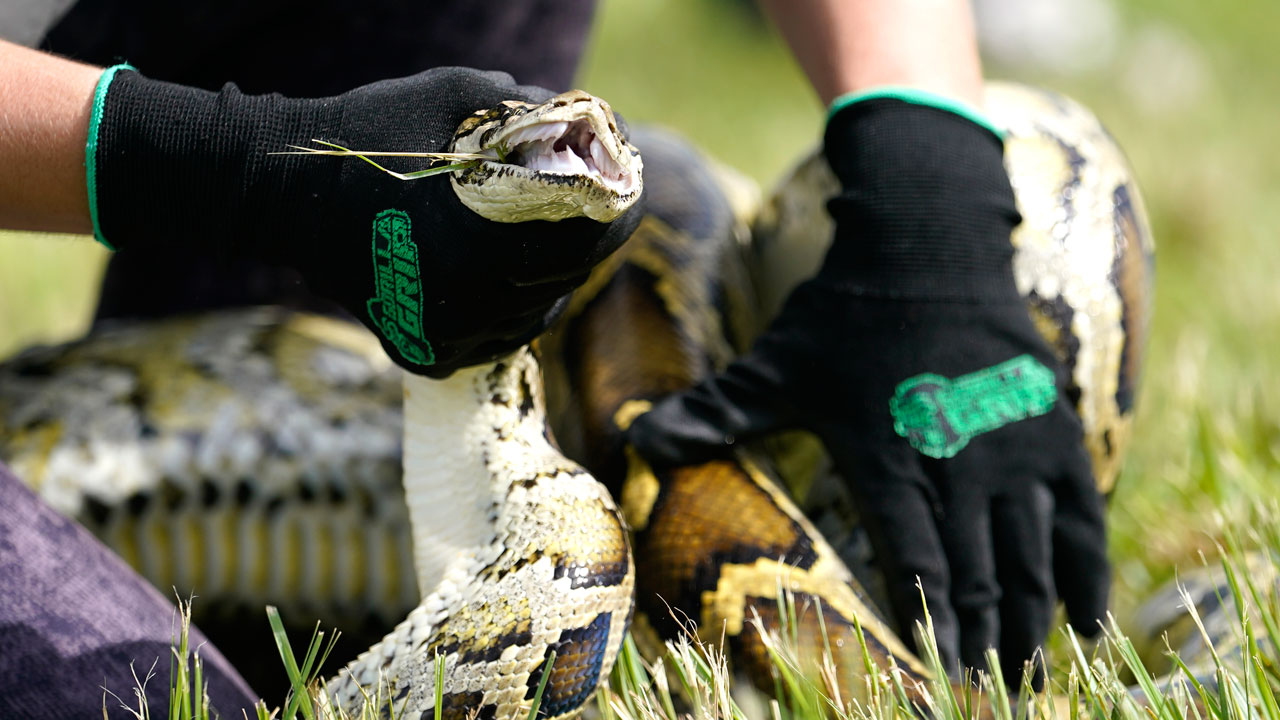 230 pythons taken from Florida Everglades in annual contest - Vimarsana News