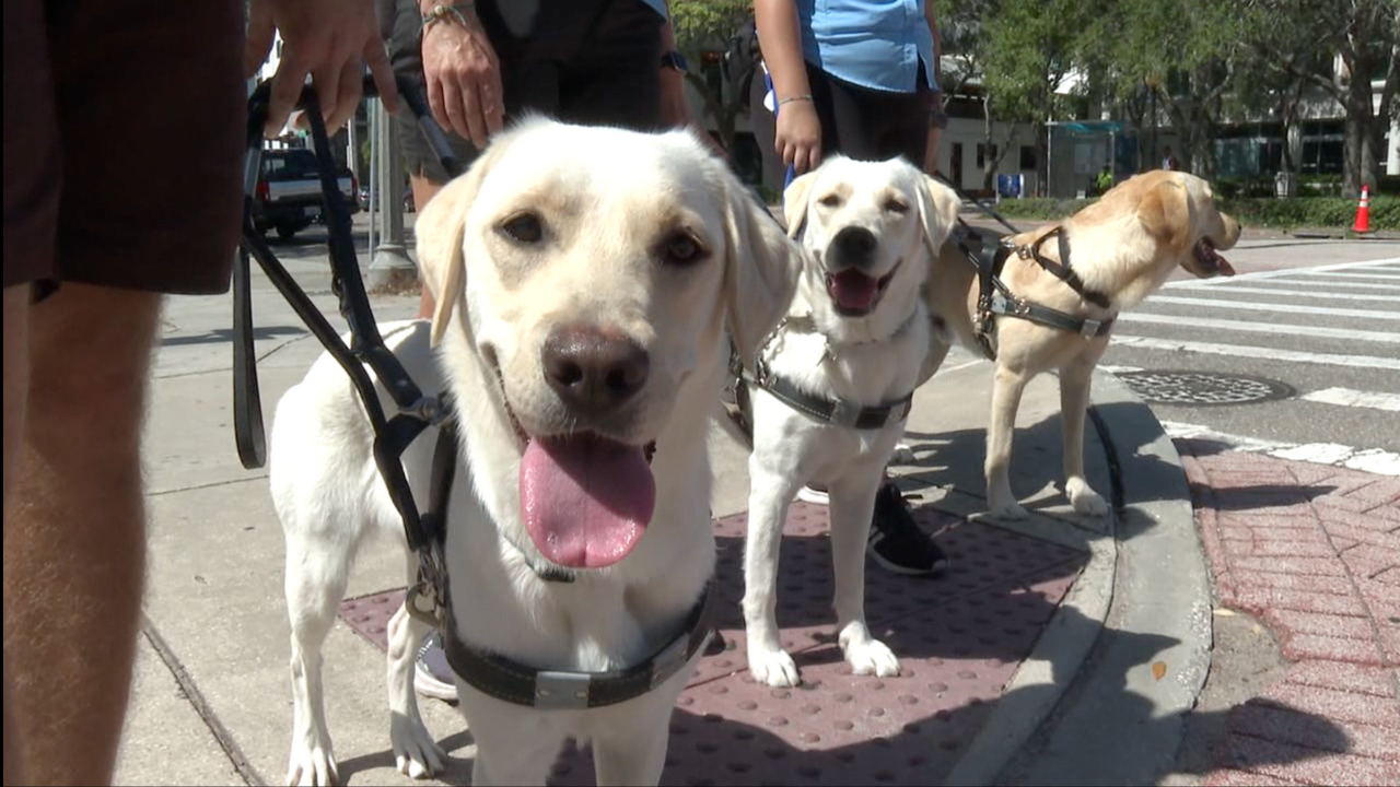Southeastern Guide Dogs put their pups' training to the test on St. Pete streets - Vimarsana News