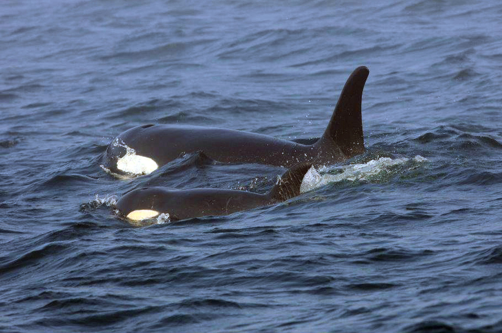 52 years after capture, orca Lolita may return to Pacific - Vimarsana News
