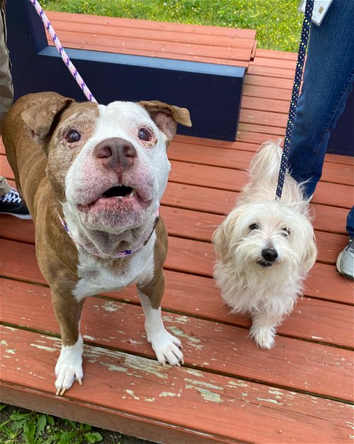 Zero adoption fees for all dogs at Virginia Beach Animal Shelter - Vimarsana News