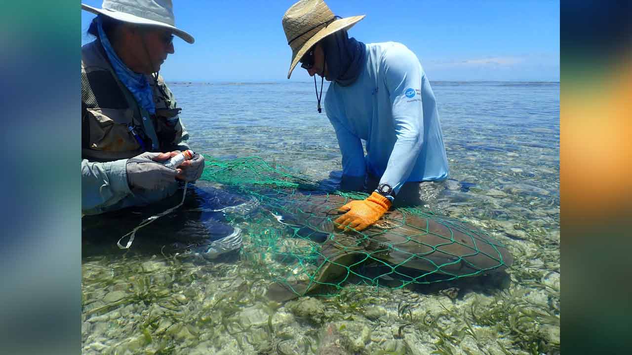 Some sharks return to the same sites to breed for decades - Vimarsana News