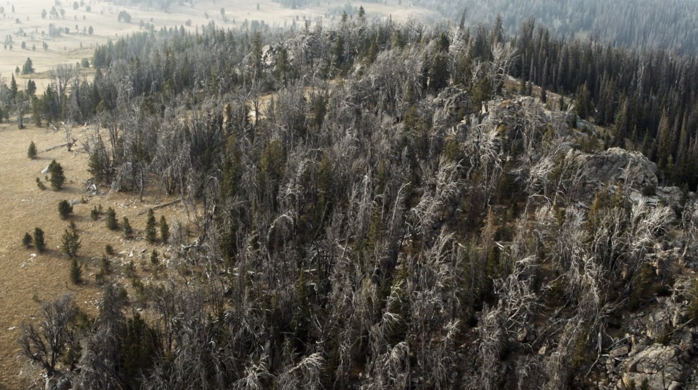 Saving threatened Whitebark Pine forests in Yellowstone National Park - Vimarsana News