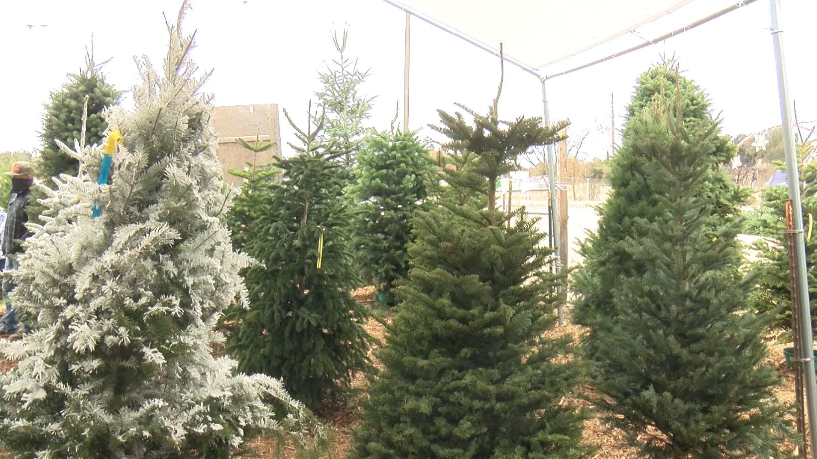 Tree farmers selling out of Christmas trees in record numbers - Vimarsana News