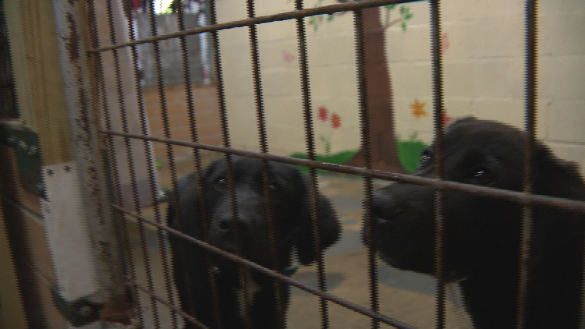 Hartsville Trousdale County animal shelter sees a rise in puppy dumping - Vimarsana News