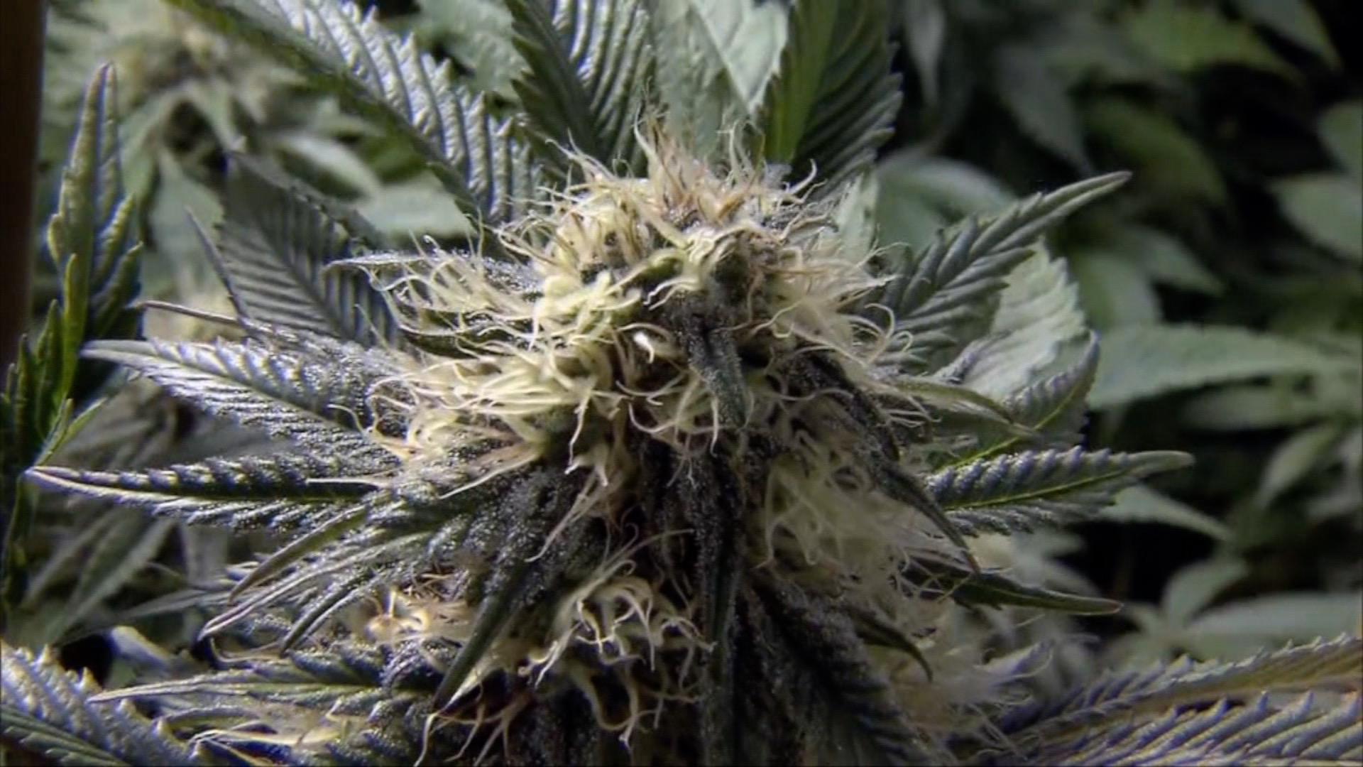 Weed and the workplace: how legalization changes workers' rights - Vimarsana News