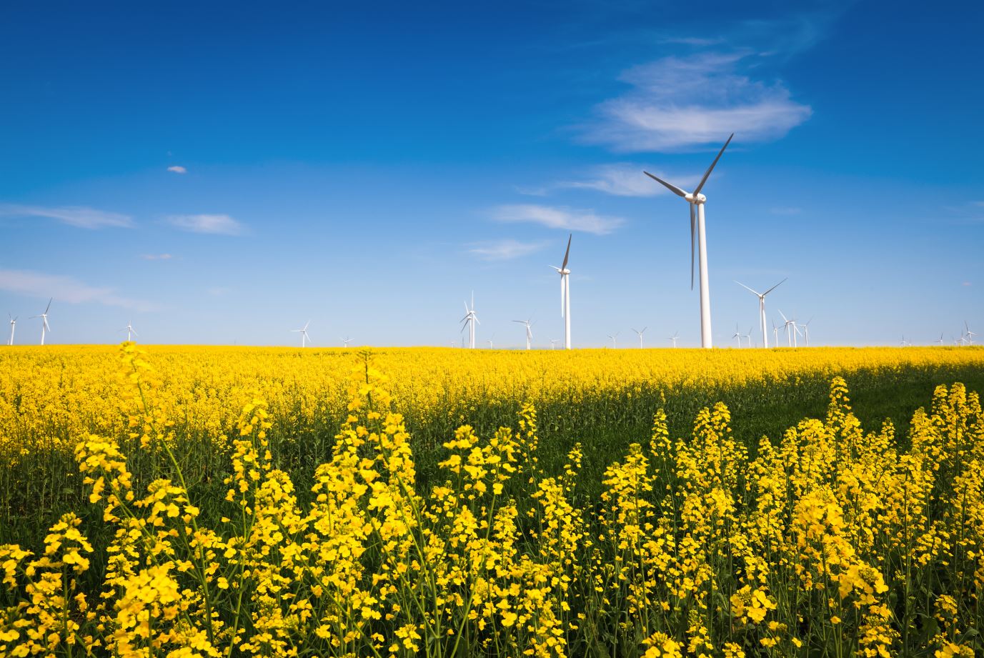 Meijer announces renewable energy investment in new deal with Texas wind farm - Vimarsana News