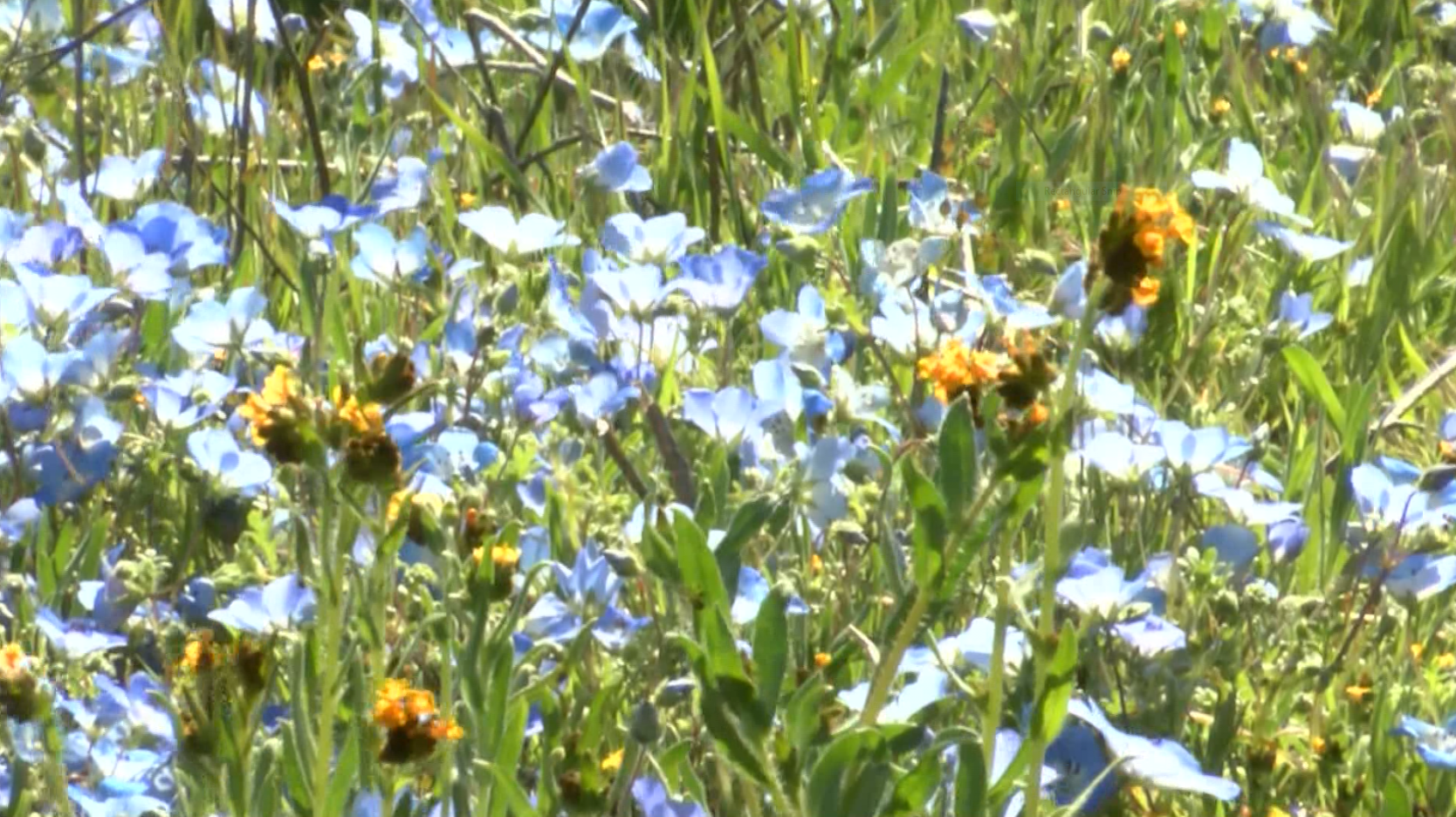 Will there be a 'superbloom' this year in California? Here's what to know - Vimarsana News