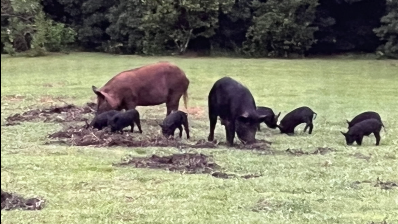 Sun City Center community being overrun with wild hogs, neighbors say - Vimarsana News