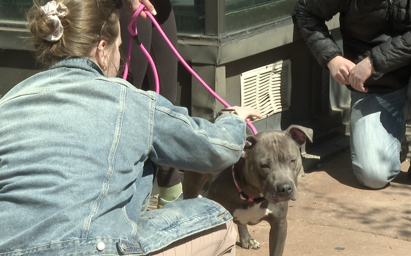 Eclipse block party on Allen benefits local dogs - Vimarsana News