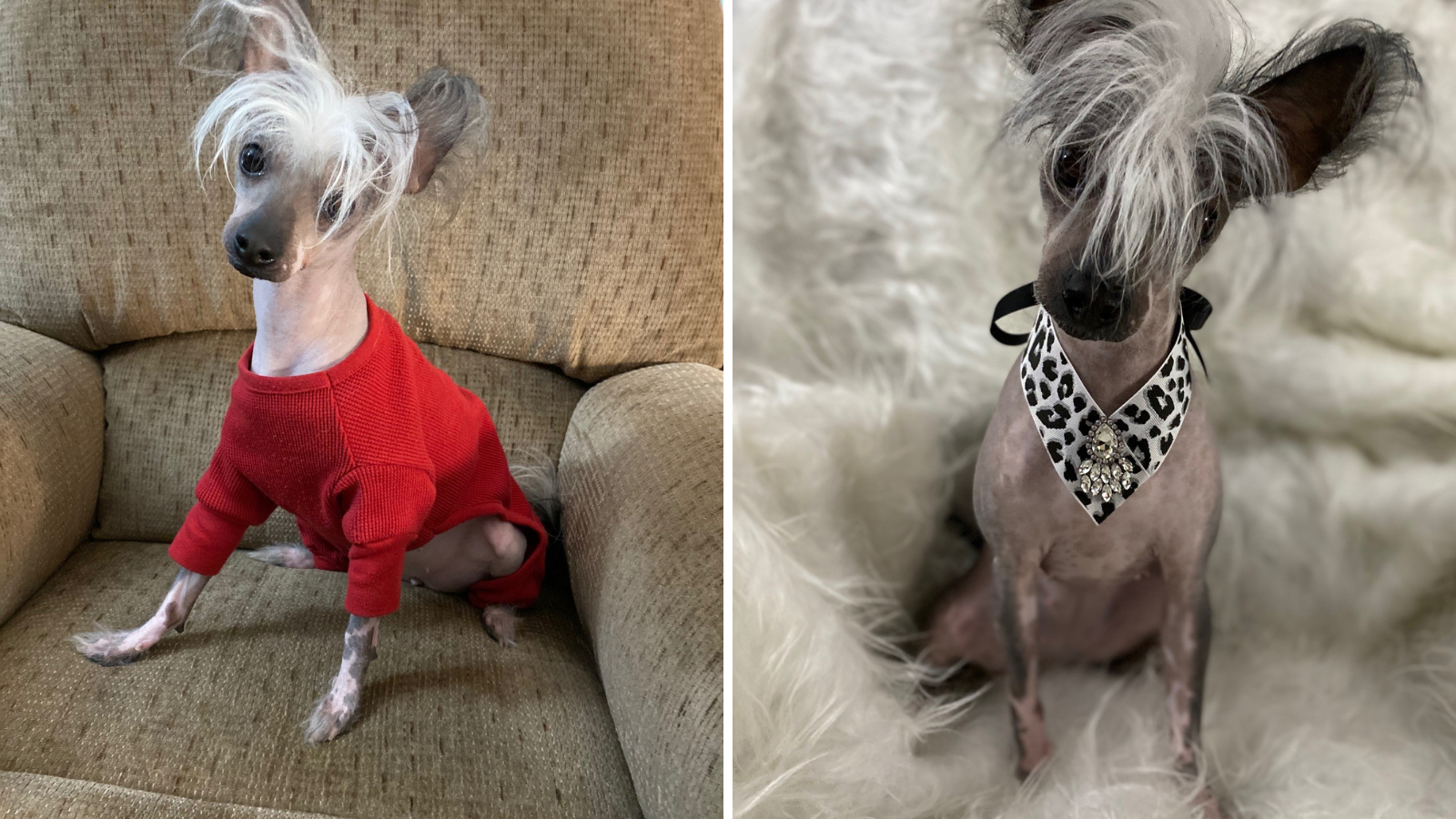 'Scarlett No Haira' of Chesapeake wins Nationwide's Top 10 Wackiest Pet Names of 2020 contest - Vimarsana News