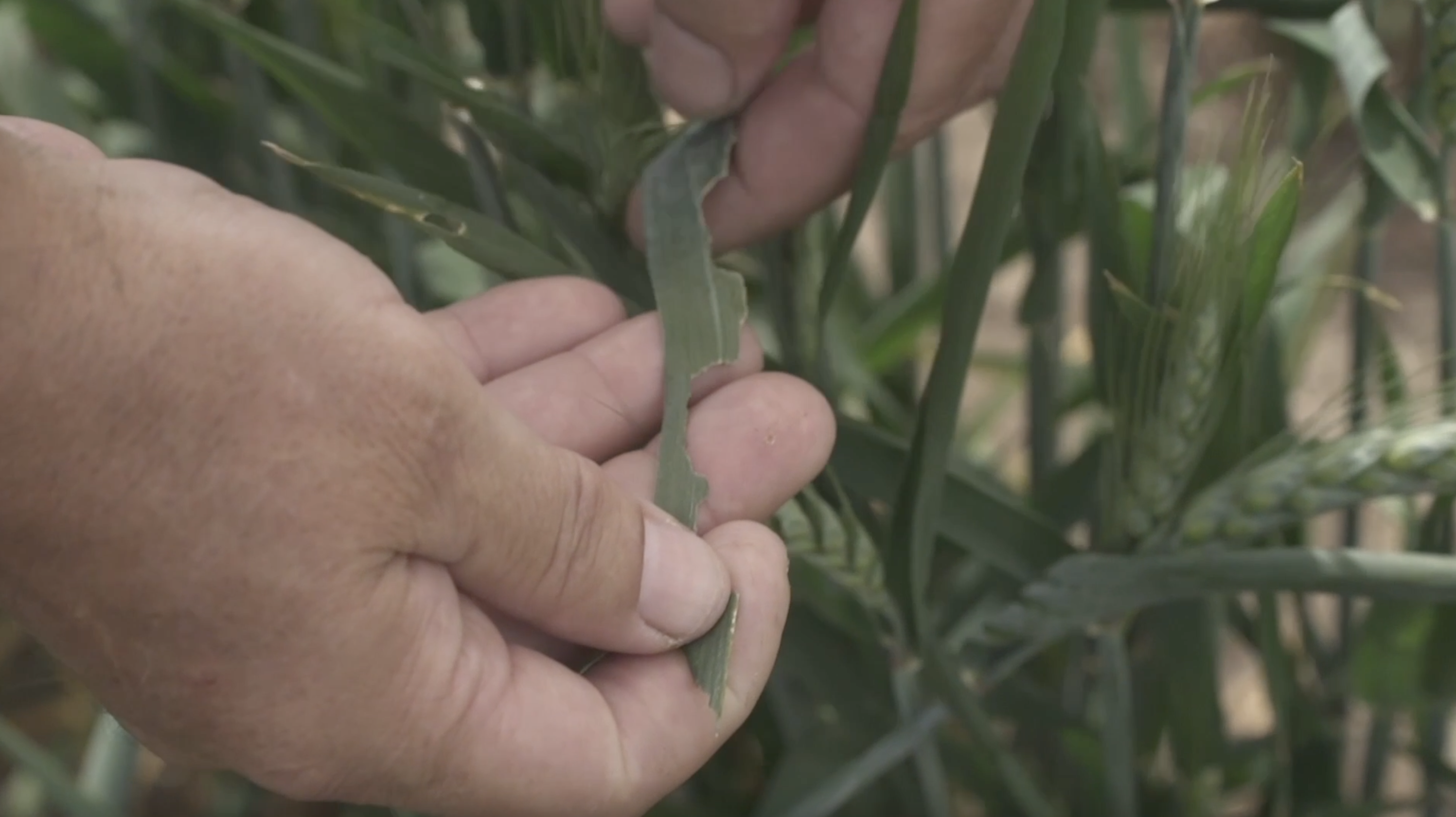 Montana Ag Network: Crop insurance favored by Congress - Vimarsana News