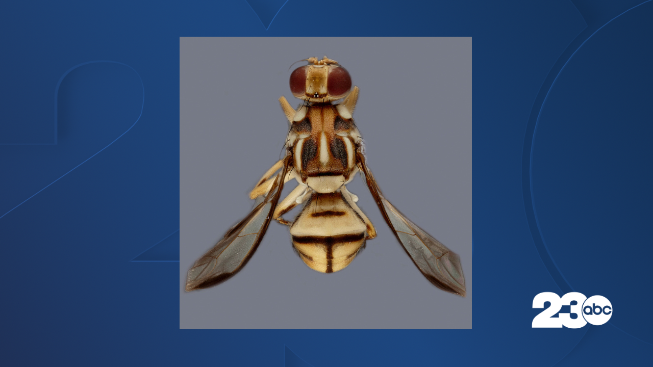 Invasive fruit flies have been found near Los Angeles, prompting quarantine - Vimarsana News
