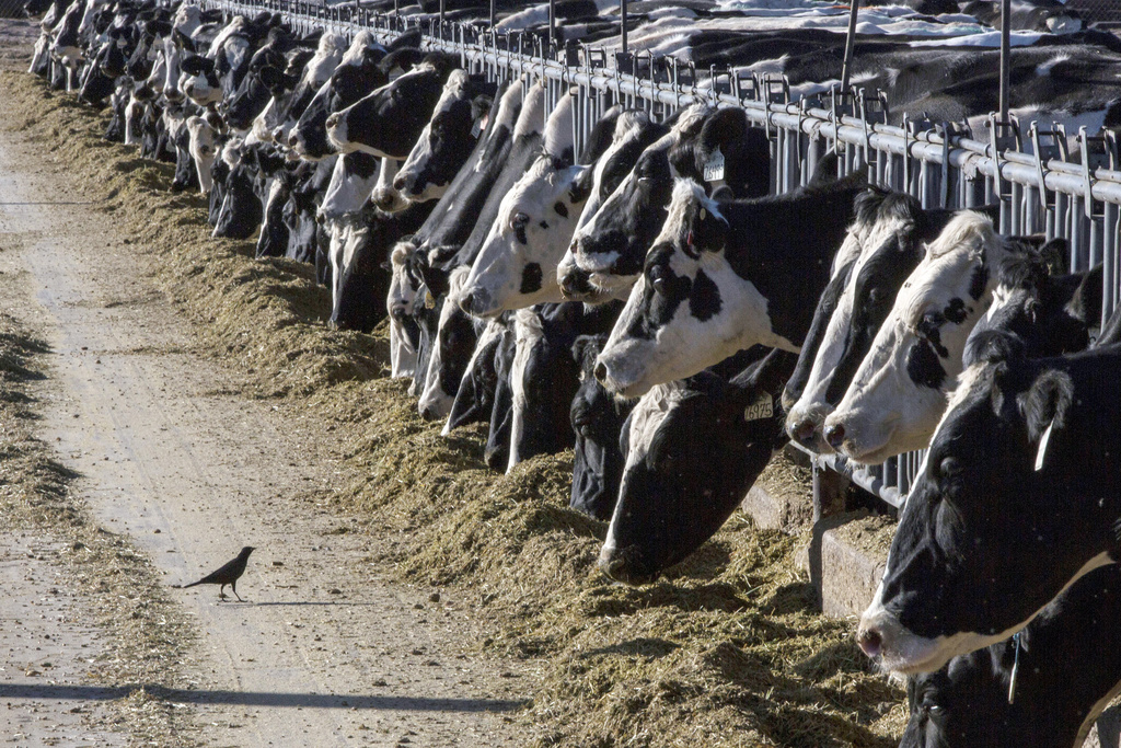 Dairy cattle in Texas and Kansas test positive for bird flu - Vimarsana News