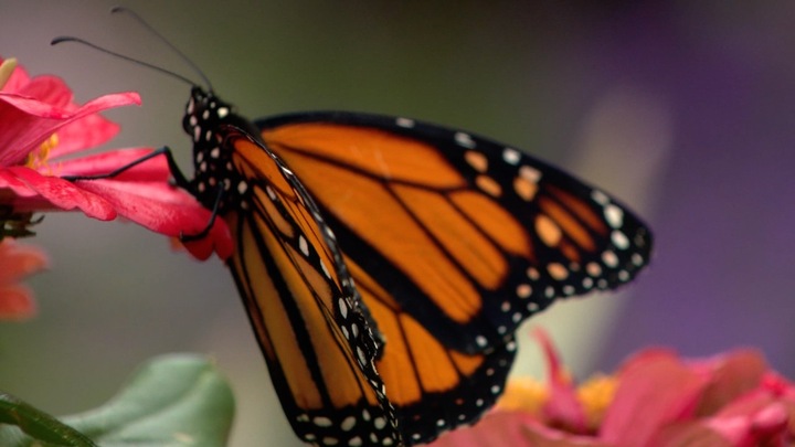 New Port Richey celebrating its role in protecting Monarch butterflies - Vimarsana News