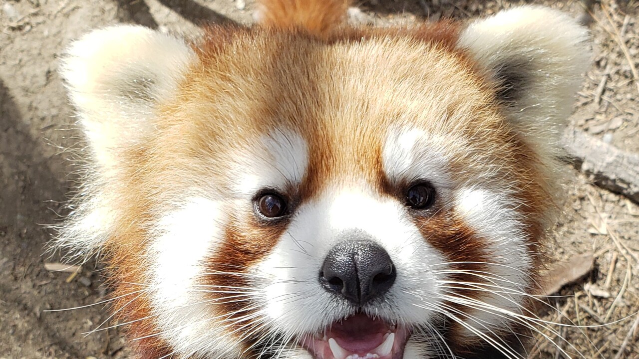 ZooMontana's Red Panda (reluctantly) agrees to predict Super Bowl winner - Vimarsana News