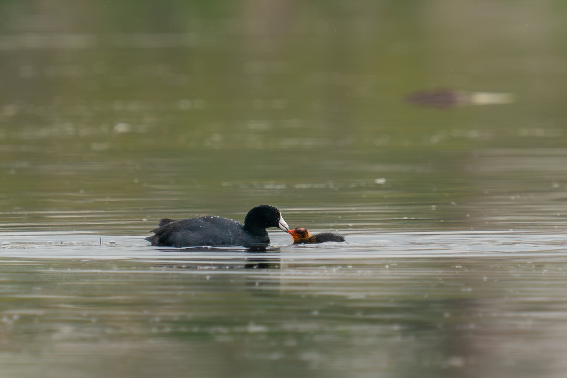 Butte birder's urban wetlands research helping keep birds off Berkeley Pit water - Vimarsana News