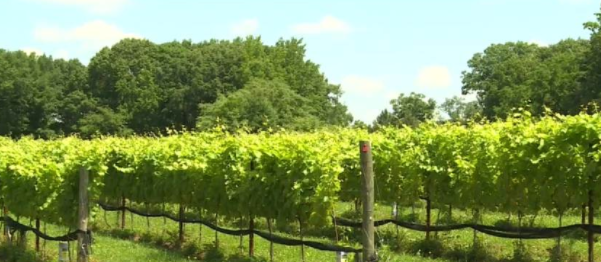 Vineyard concerned proposed ordinance could cause business to suffer - Vimarsana News