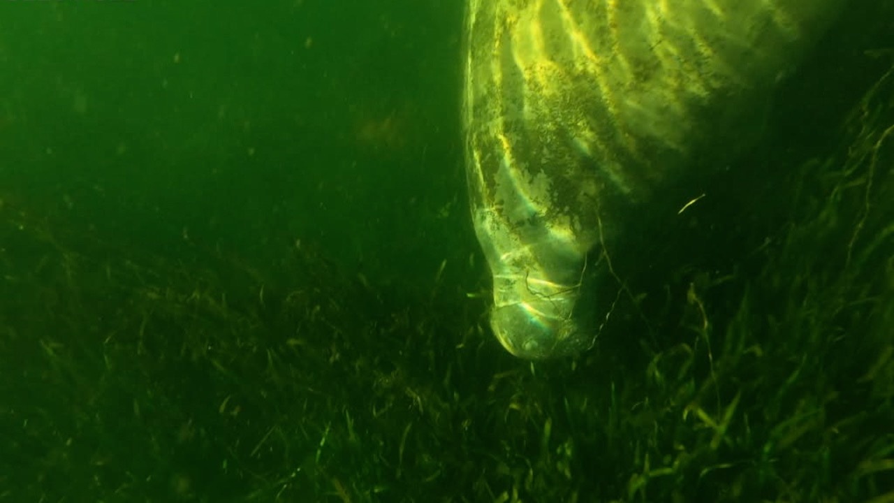 Classroom project to protect manatees - Vimarsana News