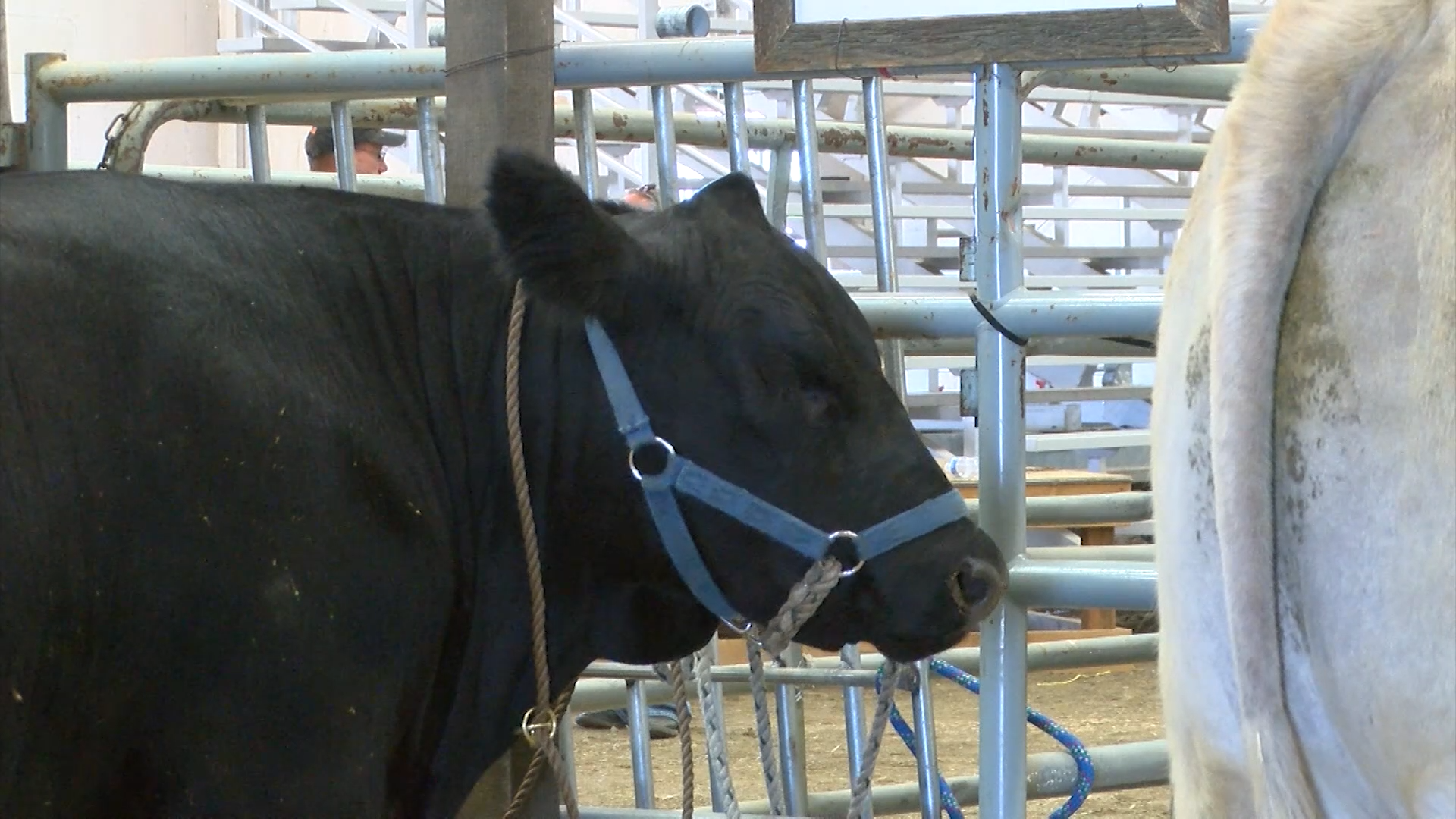 Montana State Fund highlights ag safety with winning bid at 4H auction - Vimarsana News