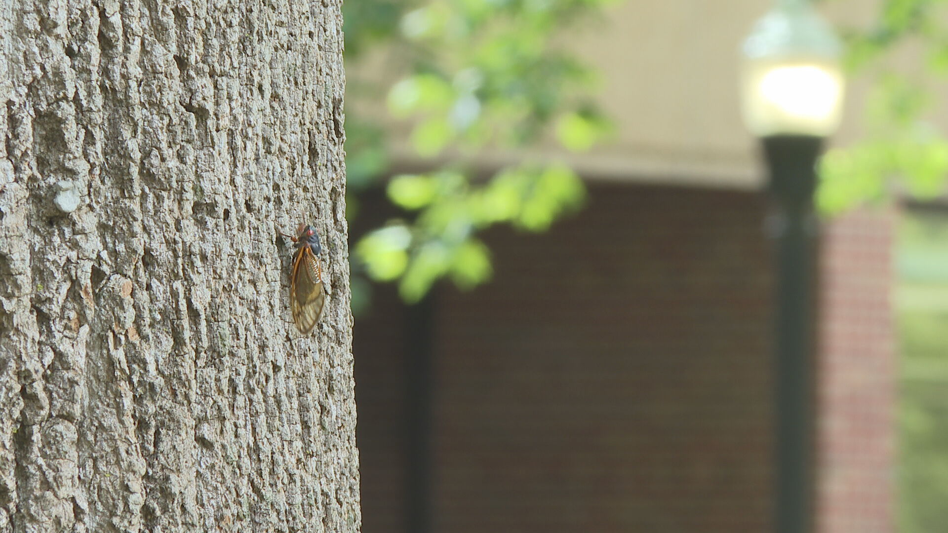 'Mostly harmless': Expert talks cicadas and ear health - Vimarsana News