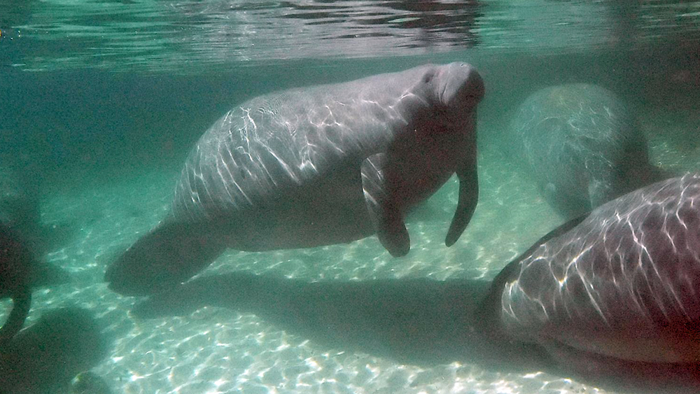 US agrees to update critical habitat for Florida manatees - Vimarsana News