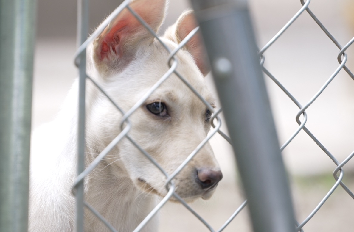 Online dog contest could win Montana shelter $10,000 - Vimarsana News