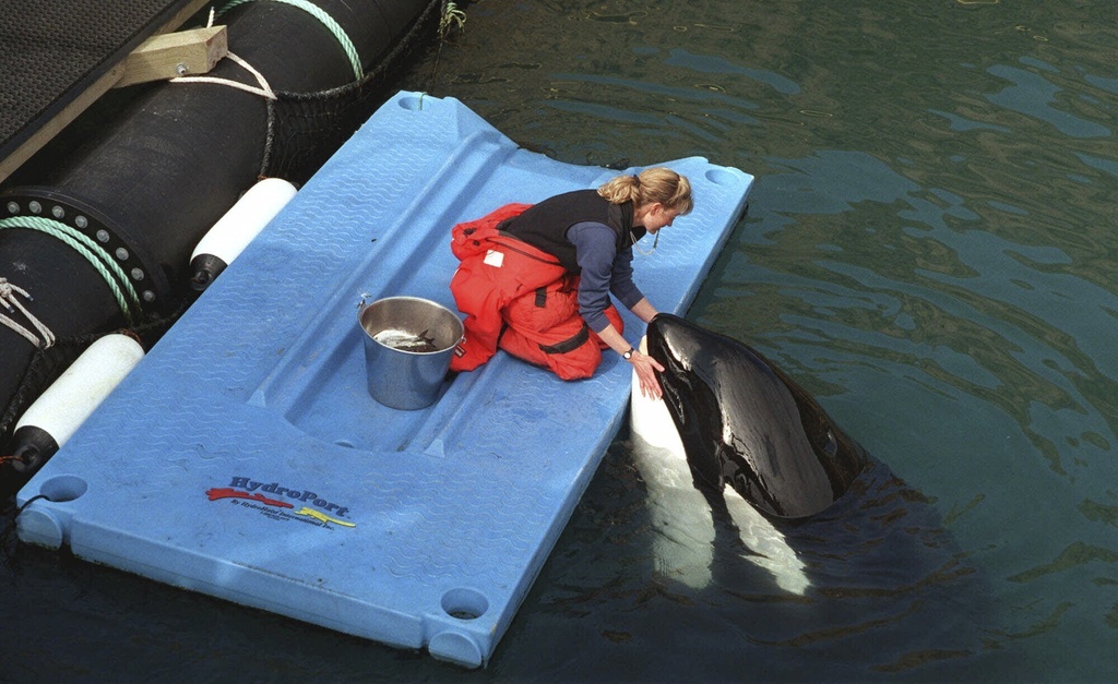 Bringing Lolita home: How to release a long-captive orca? - Vimarsana News