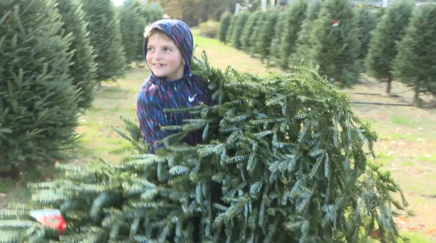 What you should keep in mind while shopping for a Virginia Christmas tree - Vimarsana News