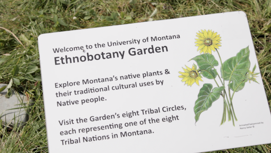 Take an ethnobotany tour around the University of Montana - Vimarsana News