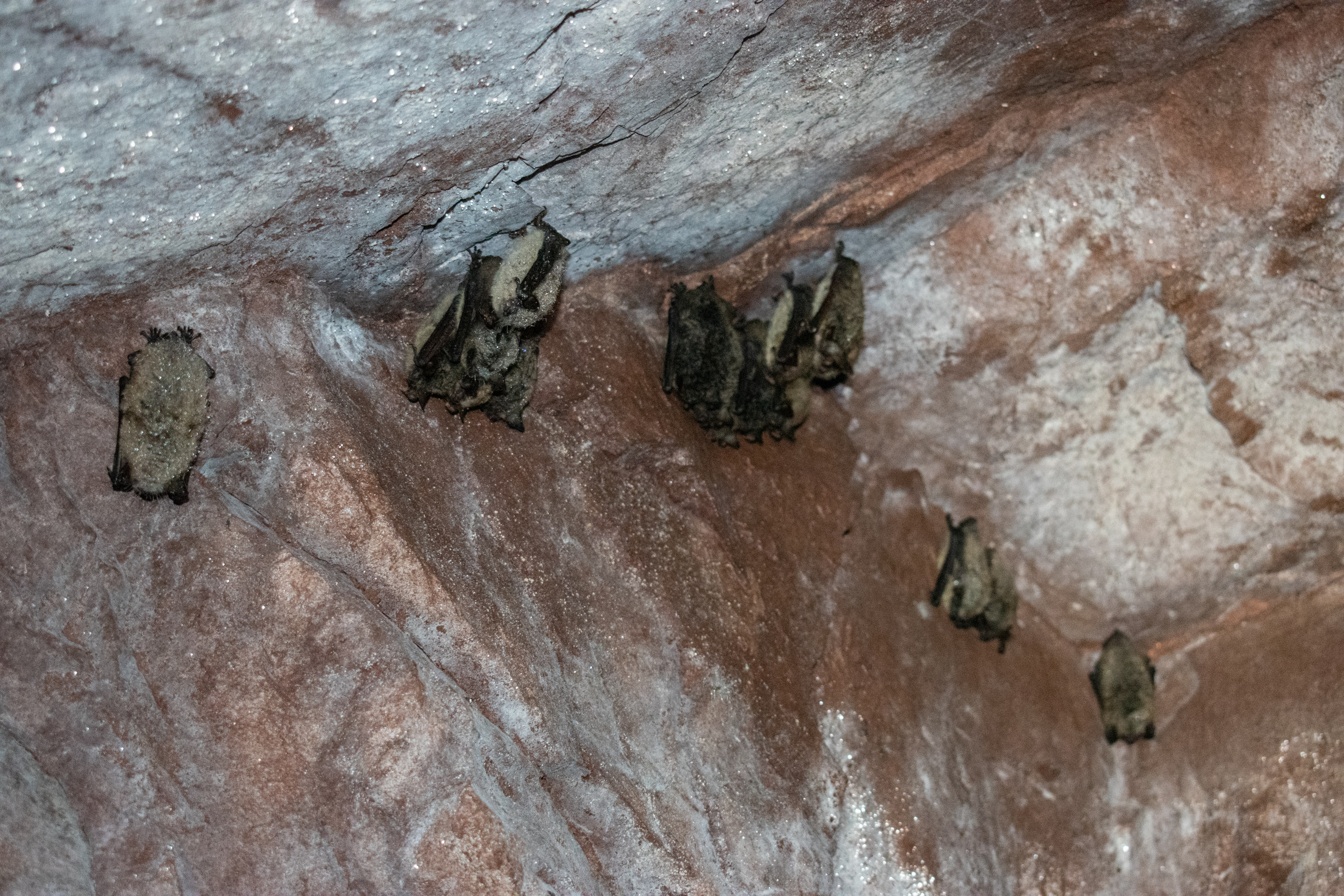 It's Bat Week in Michigan: Here's how to protect the important creatures - Vimarsana News