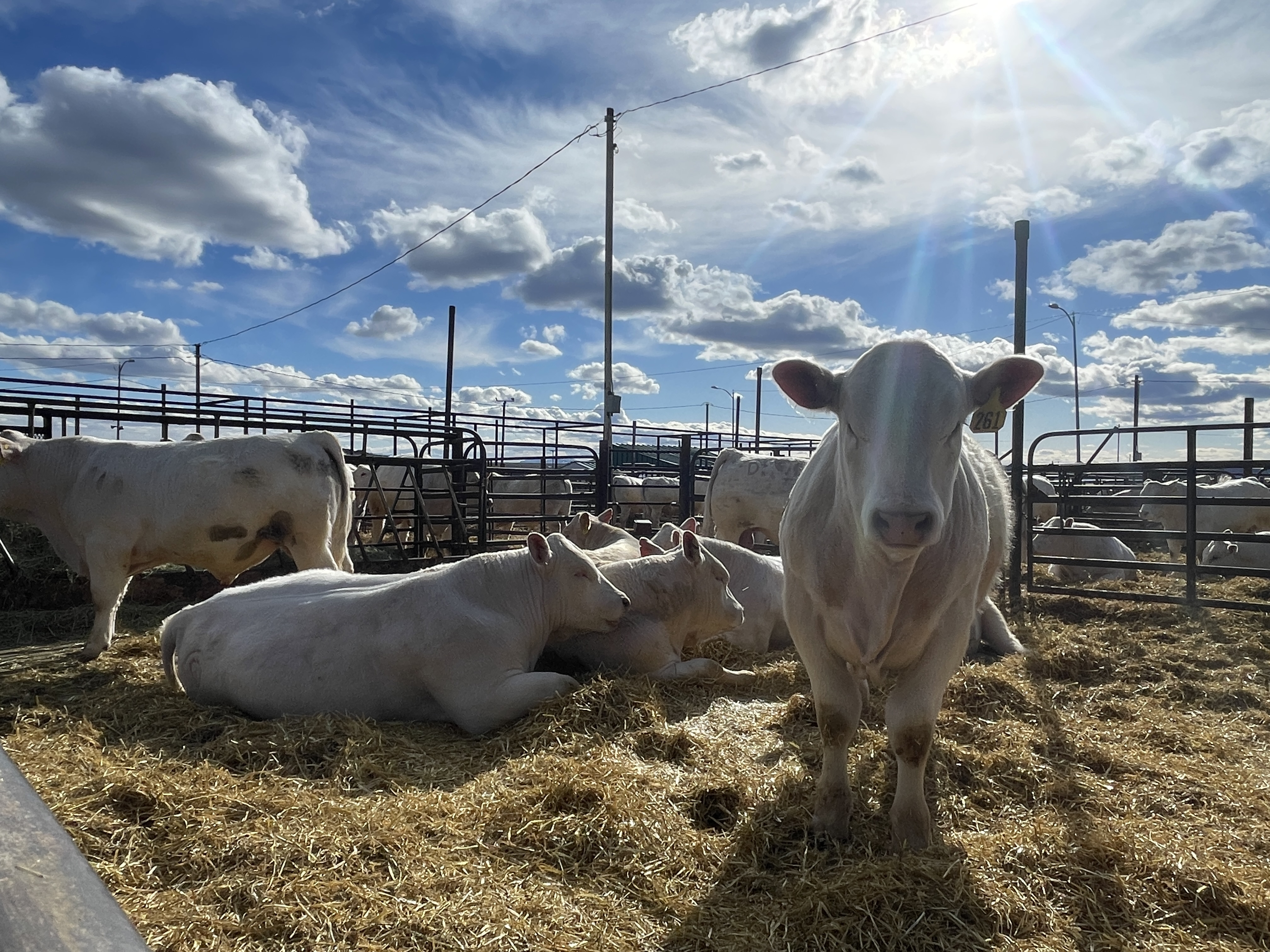 Low-emission cattle program introduced to Montana ranchers - Vimarsana News