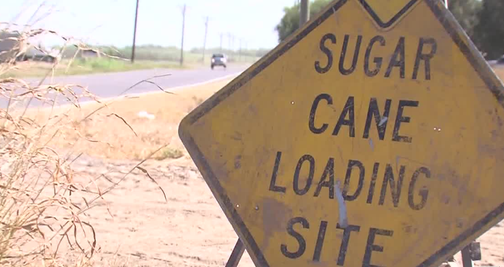Sugar Cane industry hears good news - Vimarsana News