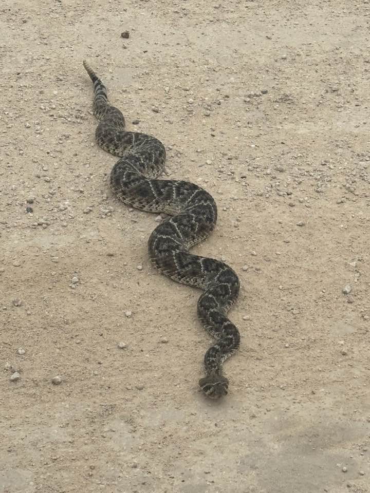 Warmer temperatures marks the start of snake season - Vimarsana News