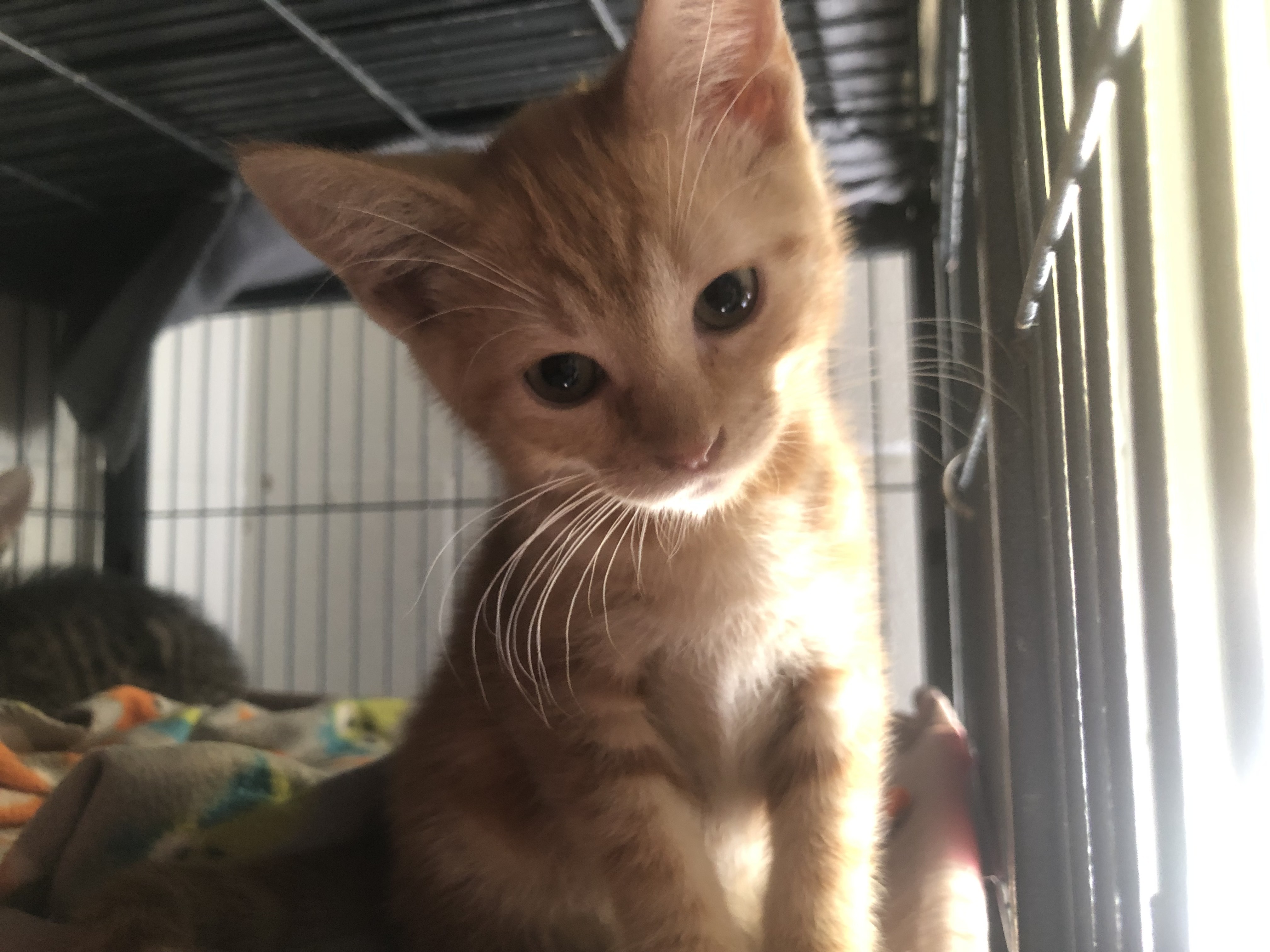 Donor pledges to match $10K donations raised for Franklin County Humane Society by Friday - Vimarsana News