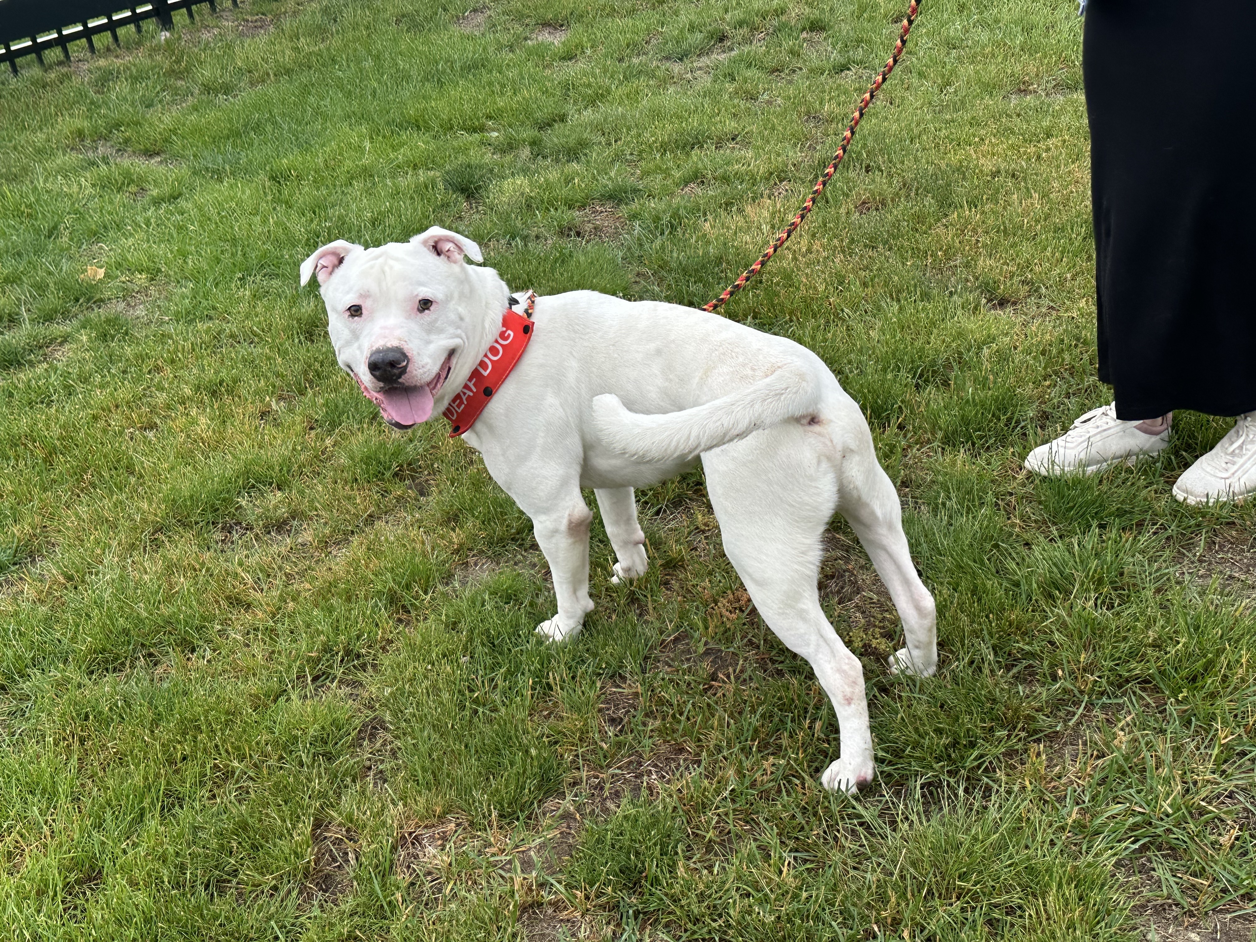 Pet Adoption Tuesday: Meet Norman! - Vimarsana News