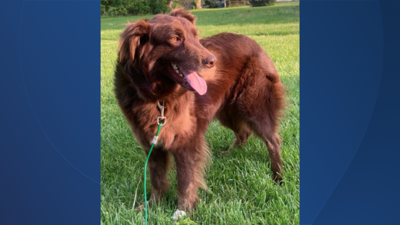 Butler County man arrested, accused of stabbing family dog to death - Vimarsana News
