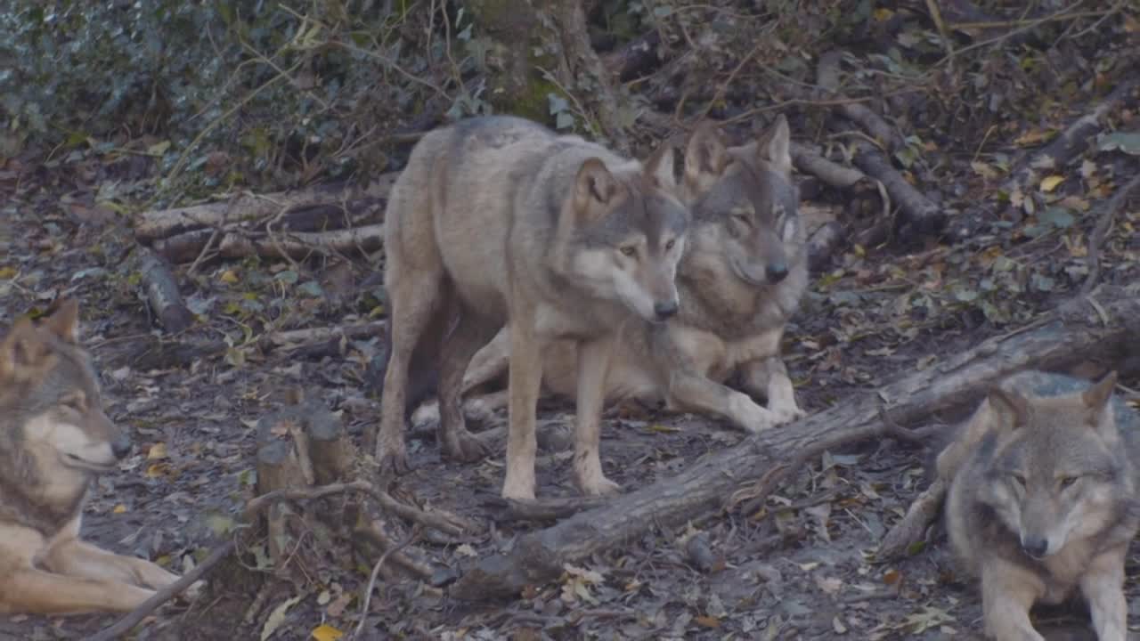 Wolves impacting deer and moose behaviors in important way - Vimarsana News