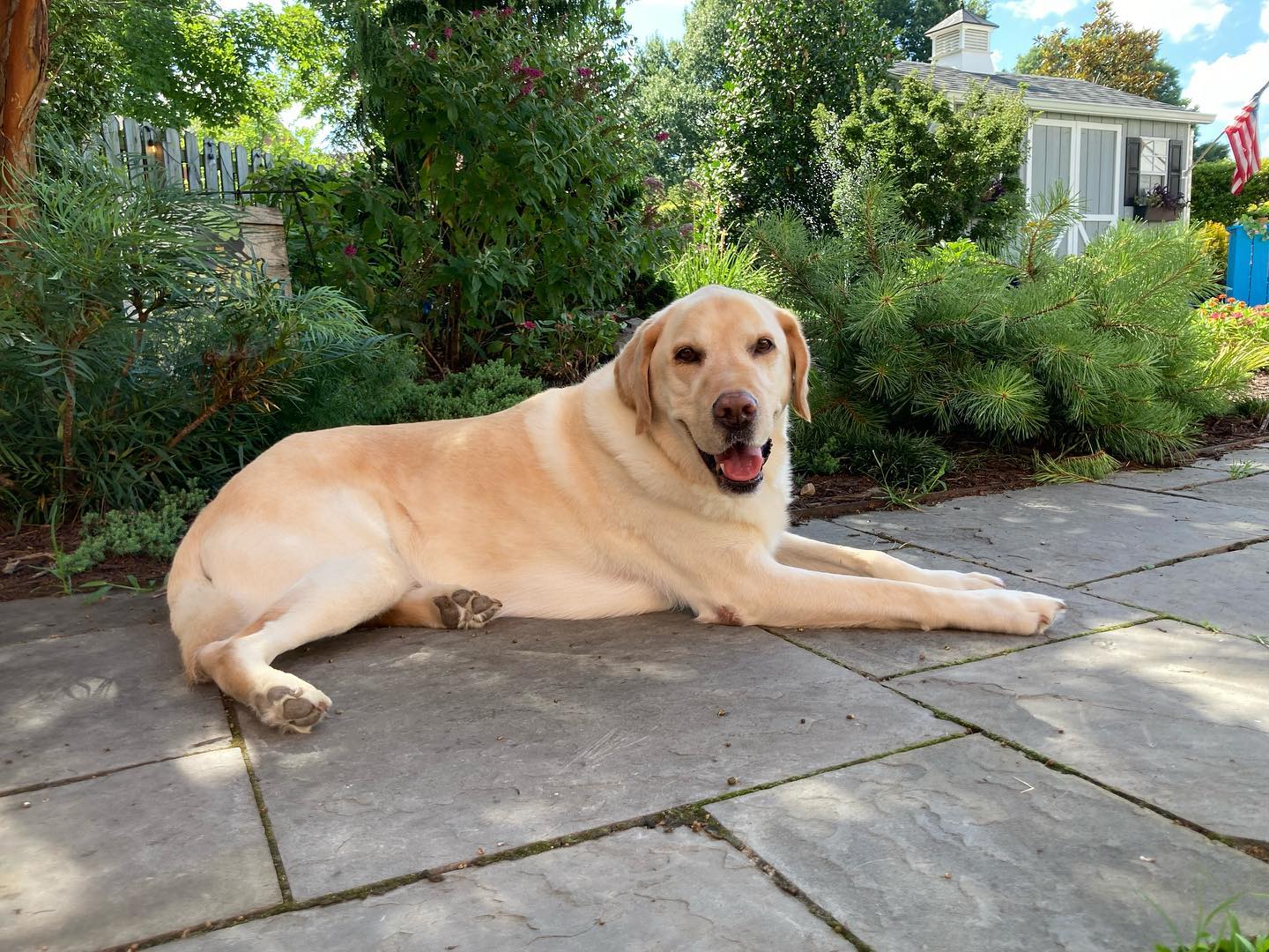 Why you haven't seen Walter the Weather Dog on CBS 6 - Vimarsana News
