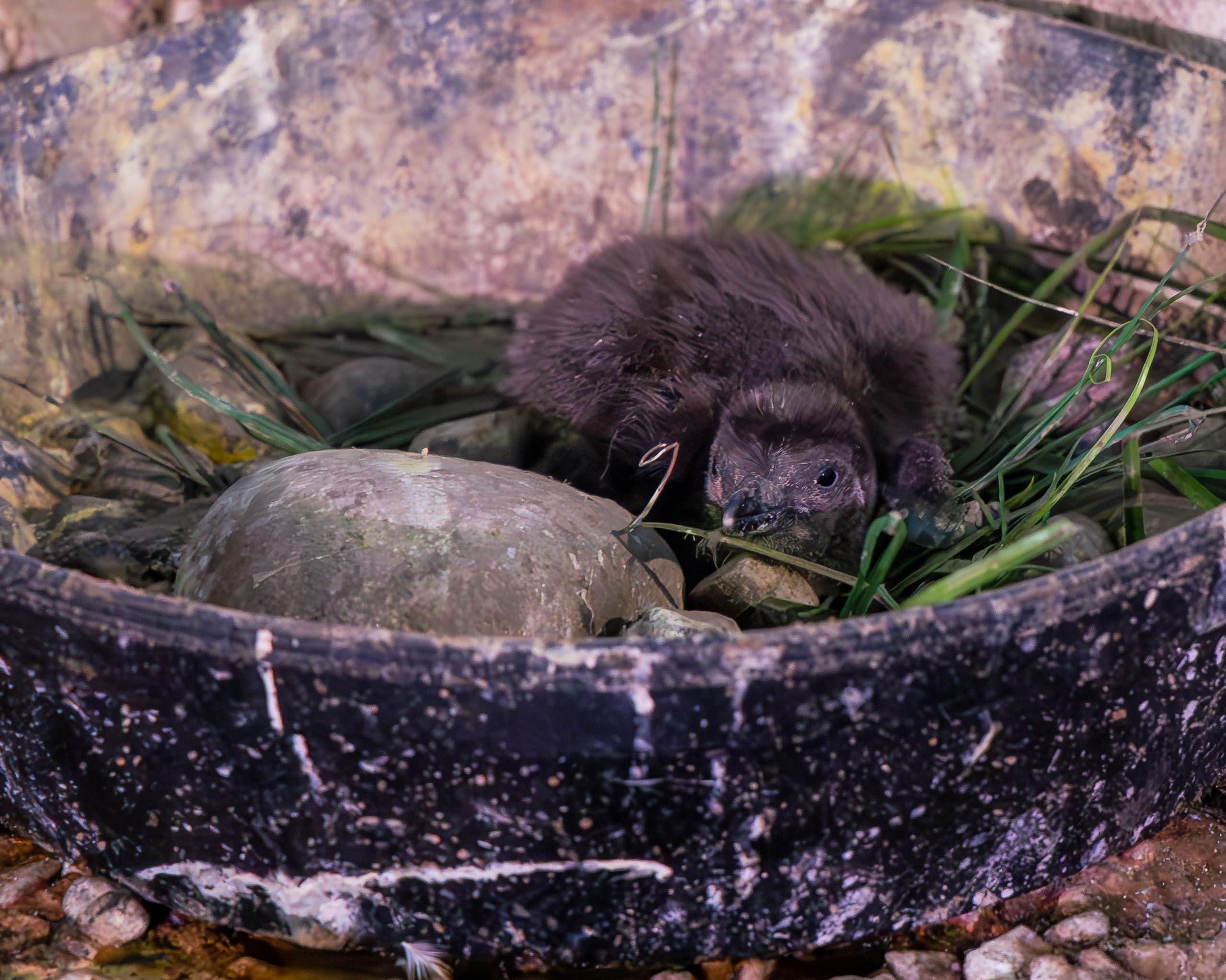 3 new chicks born to John Ball Zoo penguins - Vimarsana News